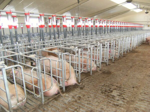 Livestock facilities - Sertic Solutions