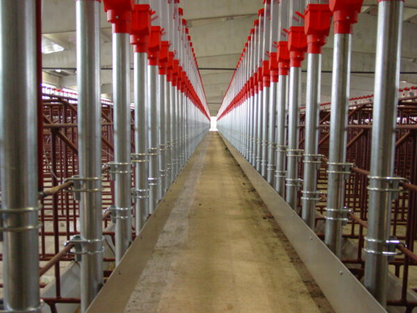 Continuous feeder for sows - Image 2