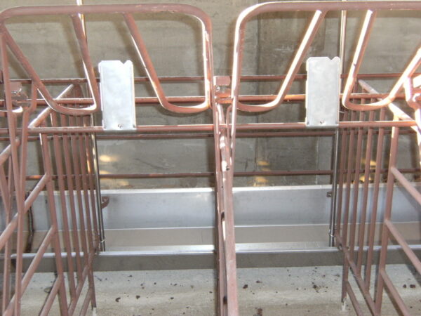 Continuous feeder for sows - Image 3