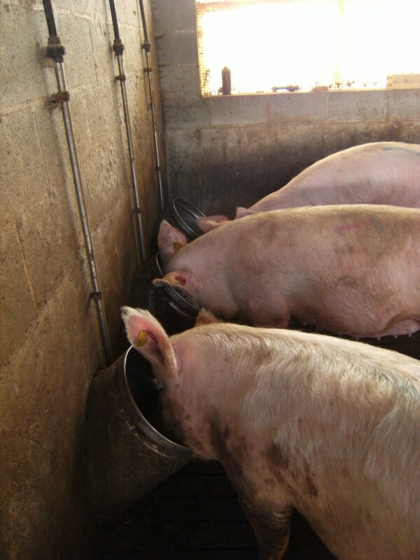 Bebederos Cilíndricos - Imagen 2