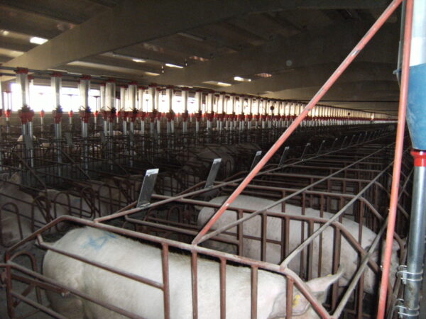 Gestation boxes for sows G3 model - Image 3