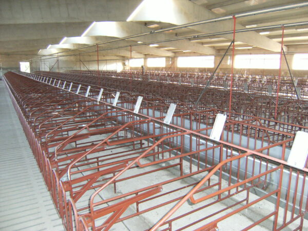 Gestation boxes for sows G3 model - Image 2