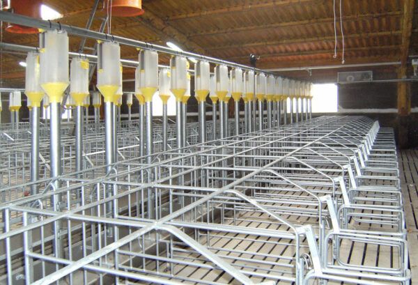 Boxes gestación para cerdas modelo G7 - Imagen 3