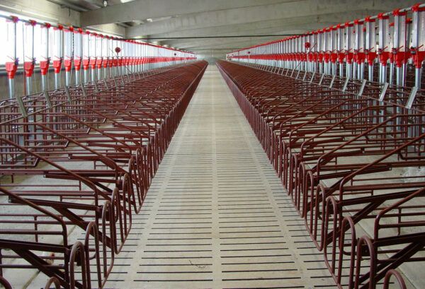 Gestation boxes for sows G3 model - Image 6