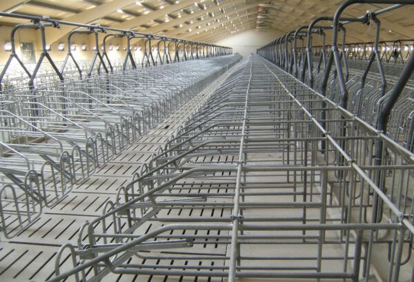 Gestation boxes for sows G3 model - Image 5