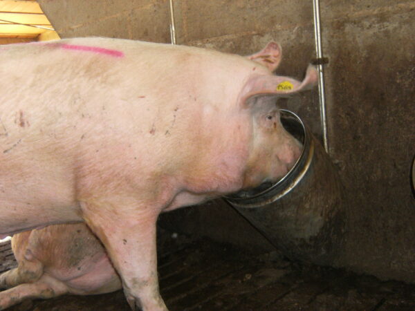 Circular drinker - Image 3