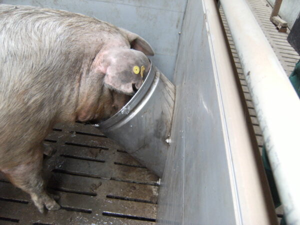 Circular drinker - Image 4