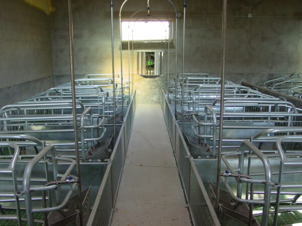 Paridera para cerdas P2 - Imagen 2