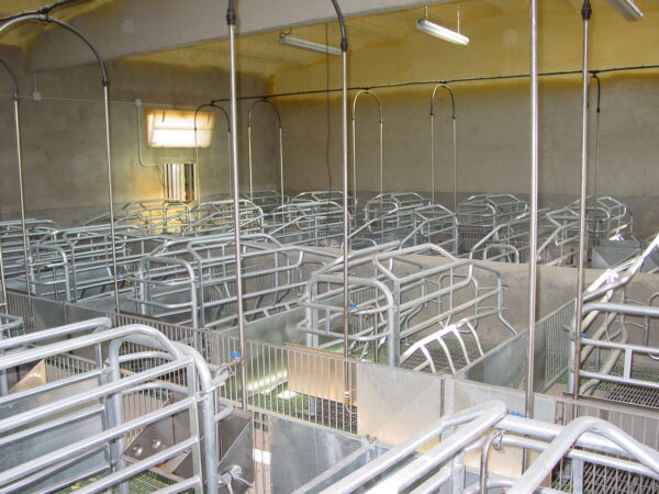 Paridera para cerdas P2 - Imagen 3